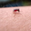 Keep Your Sheffield Vacation Rental Pest-Free with Apex Pest Control