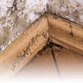 Protect Your Vacation Rental With Mold Inspection and Testing in St. Petersburg, FL