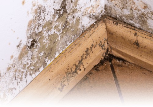 Protect Your Vacation Rental With Mold Inspection and Testing in St. Petersburg, FL